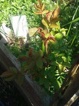 Support For Anyone That Has Lost A Parent