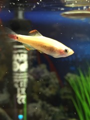 Two more poorly minnows?