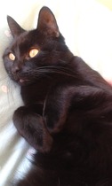 Come and sing the praises for your black/black and white cats