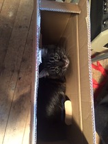 Ladies of the Litter! Petition for Celia Hammond in trouble