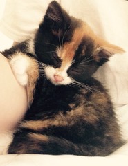 Meet our beautiful, rescued, playful heartbreak kitten. She is helping us heal.
