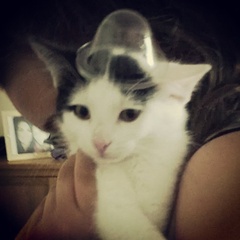 Come and sing the praises for your black/black and white cats