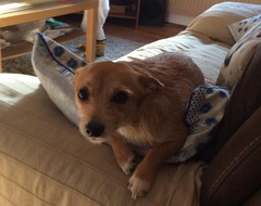 We have a cross Jrt and chihuahua.. Tips please