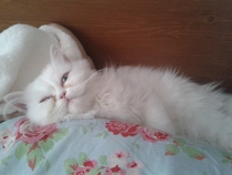 any ideas as to how to stop a kitten playing in & around litter tray?...
