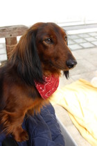 Going to see a mini Daxie today.  Am I mad?!