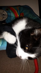Come and sing the praises for your black/black and white cats