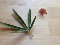 Please can anyone identify these shrubs?