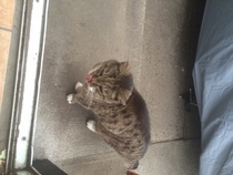 Inherited a cat....never had one before.  Help!
