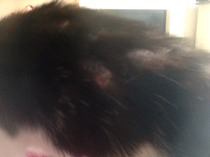 Local stray (I think!) cat's skin problem