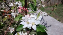 Is there away of identifying fruit trees?