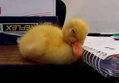 To really dislike the message in the Ugly Duckling?