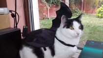 Come and sing the praises for your black/black and white cats