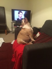 Bulldog owners