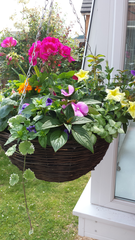 Hanging baskets. Please help me identify these flowers. Photos attached.