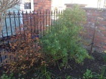 Please can anyone identify these shrubs?