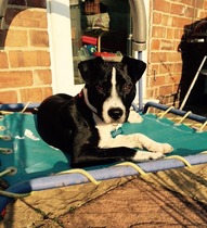 What other breed is my SBTX crossed with do you think?