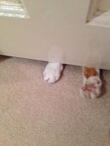 My house is run by cats.