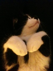 Come and sing the praises for your black/black and white cats