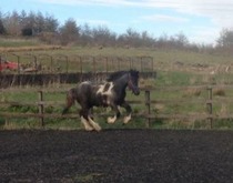 New baby horse :)
