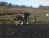 New baby horse :)