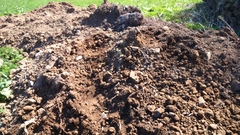 The 2015 Allotment / Veg Patch Thread Part 2
