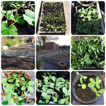 The 2015 Allotment / Veg Patch Thread Part 2