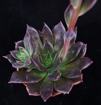 Cacti and succulents lovers - can you identify my plant (pics included in thread)
