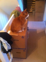 Lost cat in Leeds