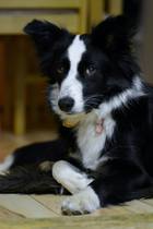 How much do you love your dog, I'm not sure my feelings are normal!!