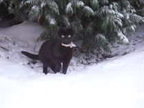 Come and sing the praises for your black/black and white cats