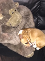 We have a cross Jrt and chihuahua.. Tips please