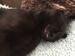Come and sing the praises for your black/black and white cats