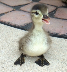 To really dislike the message in the Ugly Duckling?