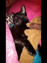 9 month old indoor kitten got out this afternoon