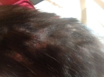 Local stray (I think!) cat's skin problem