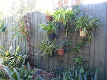 Here's my half empty tropical style garden, what can I fill it with?