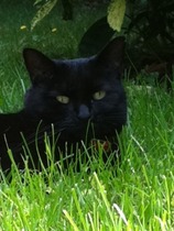 Come and sing the praises for your black/black and white cats