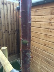 What tree is in my garden?