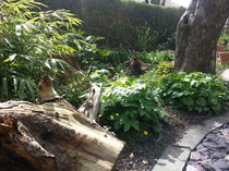 The 2015 Allotment / Veg Patch Thread Part 2