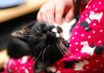 Come and sing the praises for your black/black and white cats