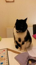 Come and sing the praises for your black/black and white cats