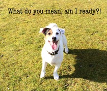 Share your funny animal stories to see your pet star in a Holly Webb story!