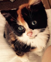 Meet our beautiful, rescued, playful heartbreak kitten. She is helping us heal.