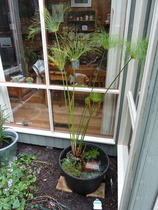 "In the spring, at the end of the day, you should smell like dirt."  This month's discussion in the potting shed.