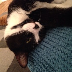 Come and sing the praises for your black/black and white cats