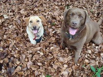 Is there a shameless photo sharing thread for our pooches??