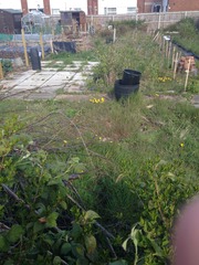 The 2015 Allotment / Veg Patch Thread Part 2