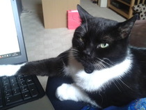 Come and sing the praises for your black/black and white cats