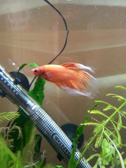 Advice for a total ignoramus - DS wants a fish...