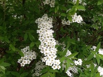 Can any one identify these shrubs?